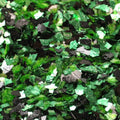 Green Forest - Dark Fusion DF40-ForestGN
