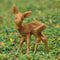 Deer - 1" Tall - 6 Pcs Set - 203-3-1227