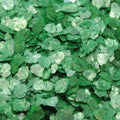 Green - Dark Green - Natural Mica - #311-4366