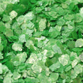 Green - Light Green - Natural Mica - #311-4368