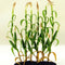 Cargo-To-Go: "O" Scale Corn Stalks - Farm Fresh! - 101-0950