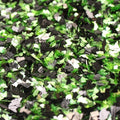 Green Moss - Dark Fusion DF40-MossGN