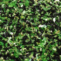 Green Moss - Dark Fusion DF70-MossGN