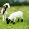 Goats & Sheep 3/4" - Set of 6 - 102-2062