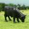 Cows - 1" Cattle-Angus - Set of 5 - 102-2049