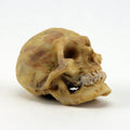 Skull - Dry Gulch Mini - 1" Tall Set of 1 - XC-0101